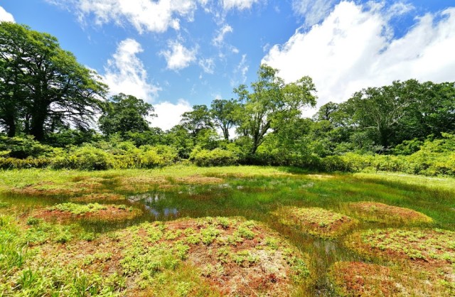 天生の森　もう一つの湿原”木平”へ